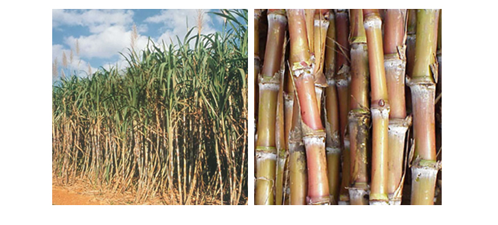 사탕수수 사진