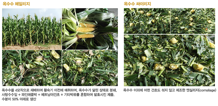 옥수수 싸이리지와 헤일리지