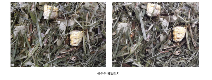 납품시 옥수수 헤일리지